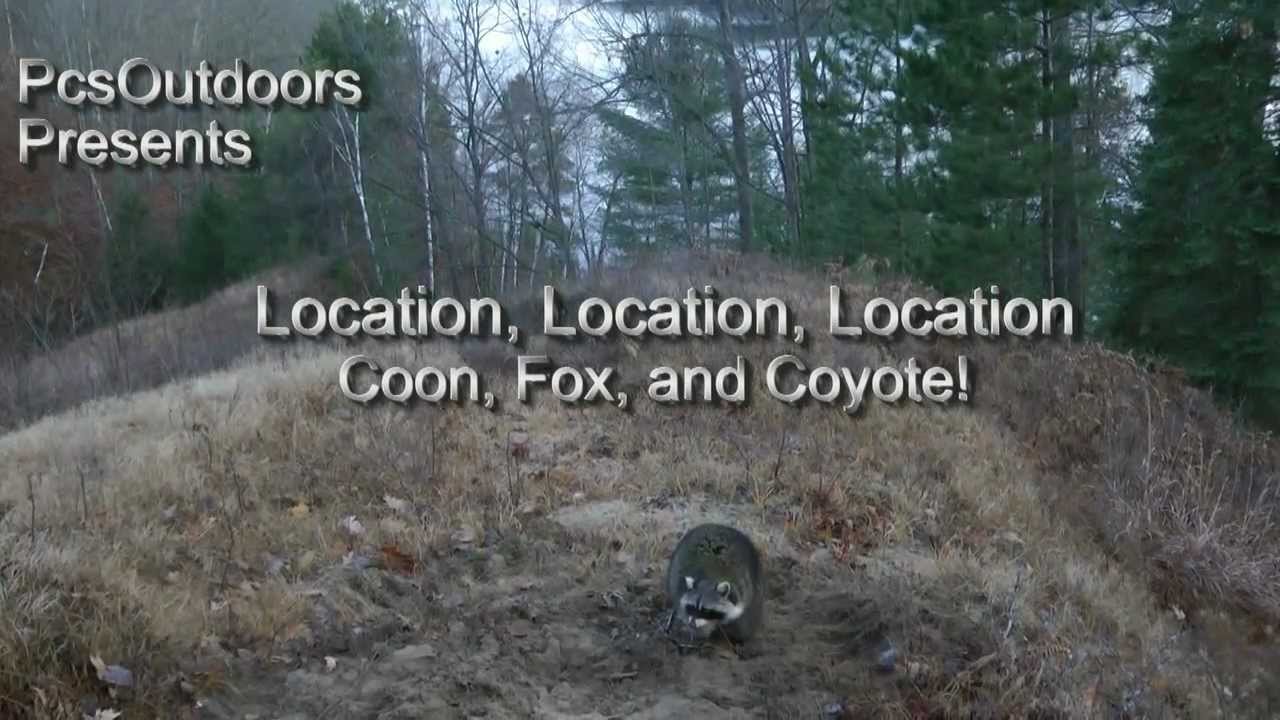 PcsOutdoors Location Location Location Fox Catch, Raccoon Catch, Coyote Catch