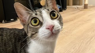 JUMP! Bella Hammock Cat Condo & Basket Tree | Cute Cat Vlog