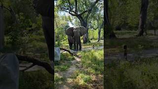 'Bernd, I need to run!' No, stand still &amp; keep calm 🐘 #Elephants #Wild #Botswana #Safari #scary