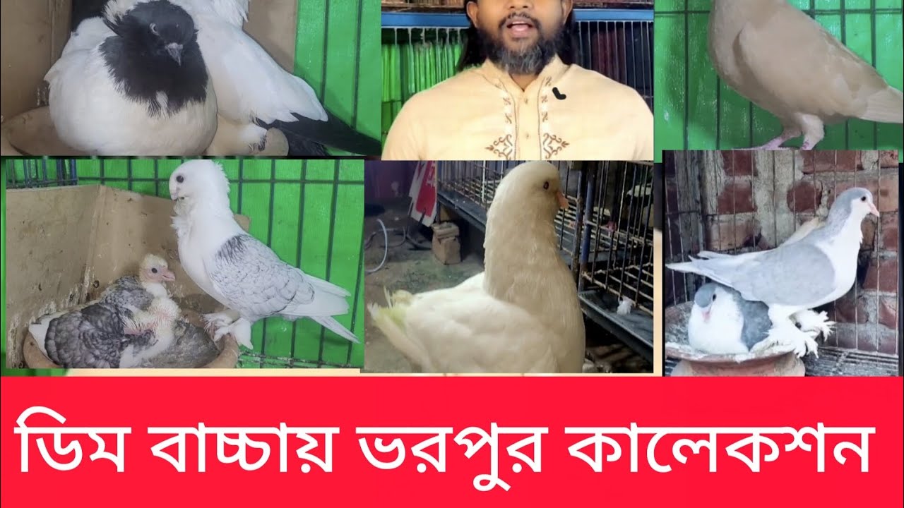 #ধামাকা_অফার#কম_দামের_ফেন্সি_কবুতর #ফেন্সি_#ফেন্সি_কবুতর_বিক্রি_ভিডিও#কবুতর #pigeonsale#birds#100