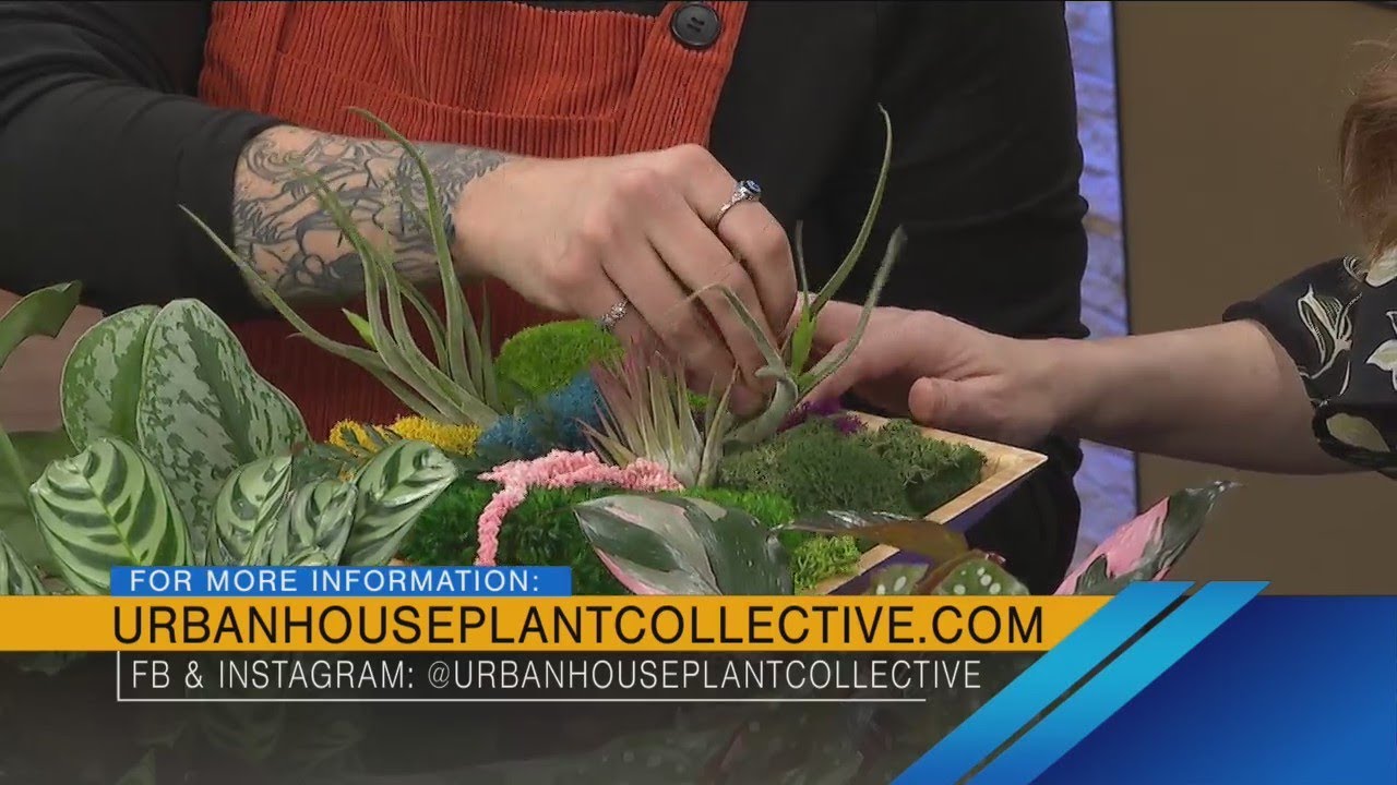 Indy Now, March 30th: Urban Houseplant Collective grand reopening!