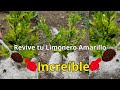 Increíble REVIVE PLANTAS DE LIMÓN AMARILLAS RÁPIDO 🌿 🥬 Con este Potente Ingrediente