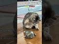 The Funniest Cat Fails | #shorts #fyp