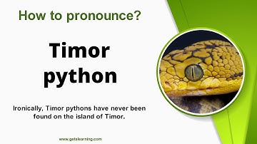 How to pronounce Timor python in English correctly