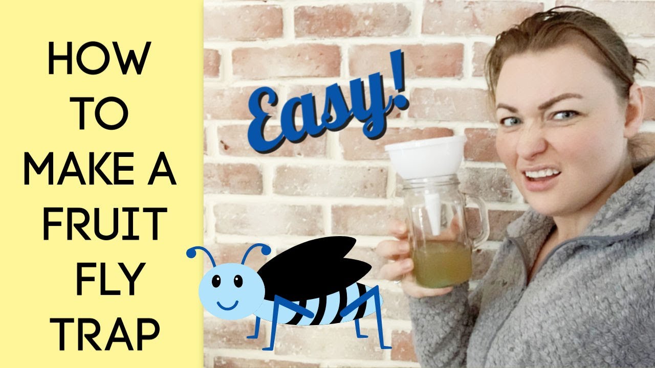 How to Make a Fruit Fly Trap YouTube