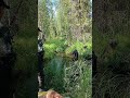 Хариус и рваные сапоги )