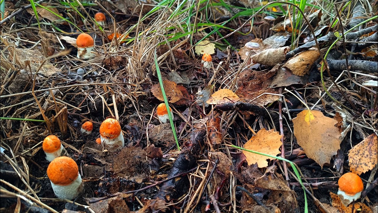 ЗАШЁЛ В СЕКРЕТНОЕ ГРИБНОЕ МЕСТО И ПОПАЛ НА КЛОНДАЙК ПОДОСИНОВИКОВ! Я НАСТОЛЬКО В ШОКЕ, ЧТО СЛОВ НЕТ!