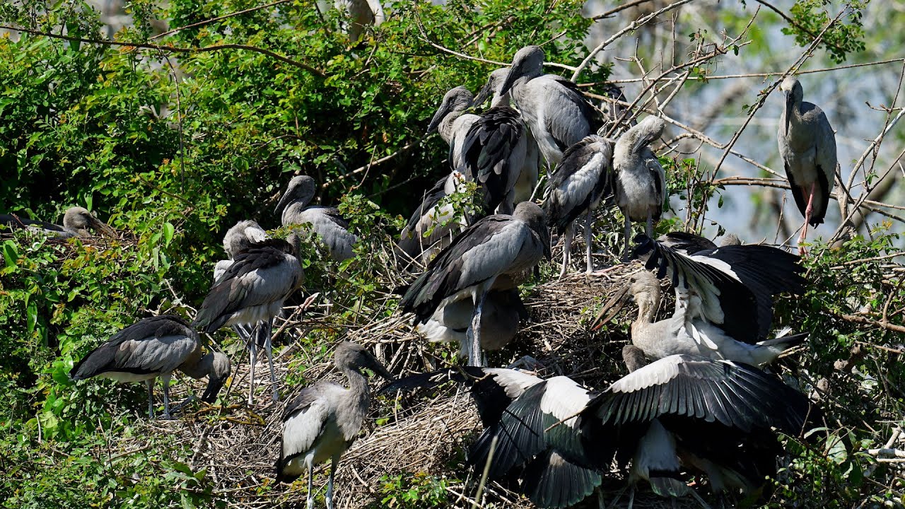 Exploring a Tranquil Bird Sanctuary Where Nature and Wildlife Thrive  0058