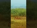 The Misty Ambush Rare Tiger Hunt Caught on Camera!