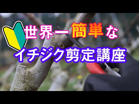 世界一簡単なイチジク剪定講座 Easiest Way Of Pruning Figs Youtube