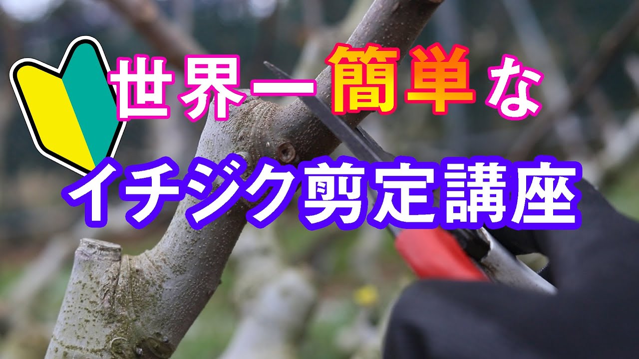 世界一簡単なイチジク剪定講座 Easiest Way Of Pruning Figs Youtube