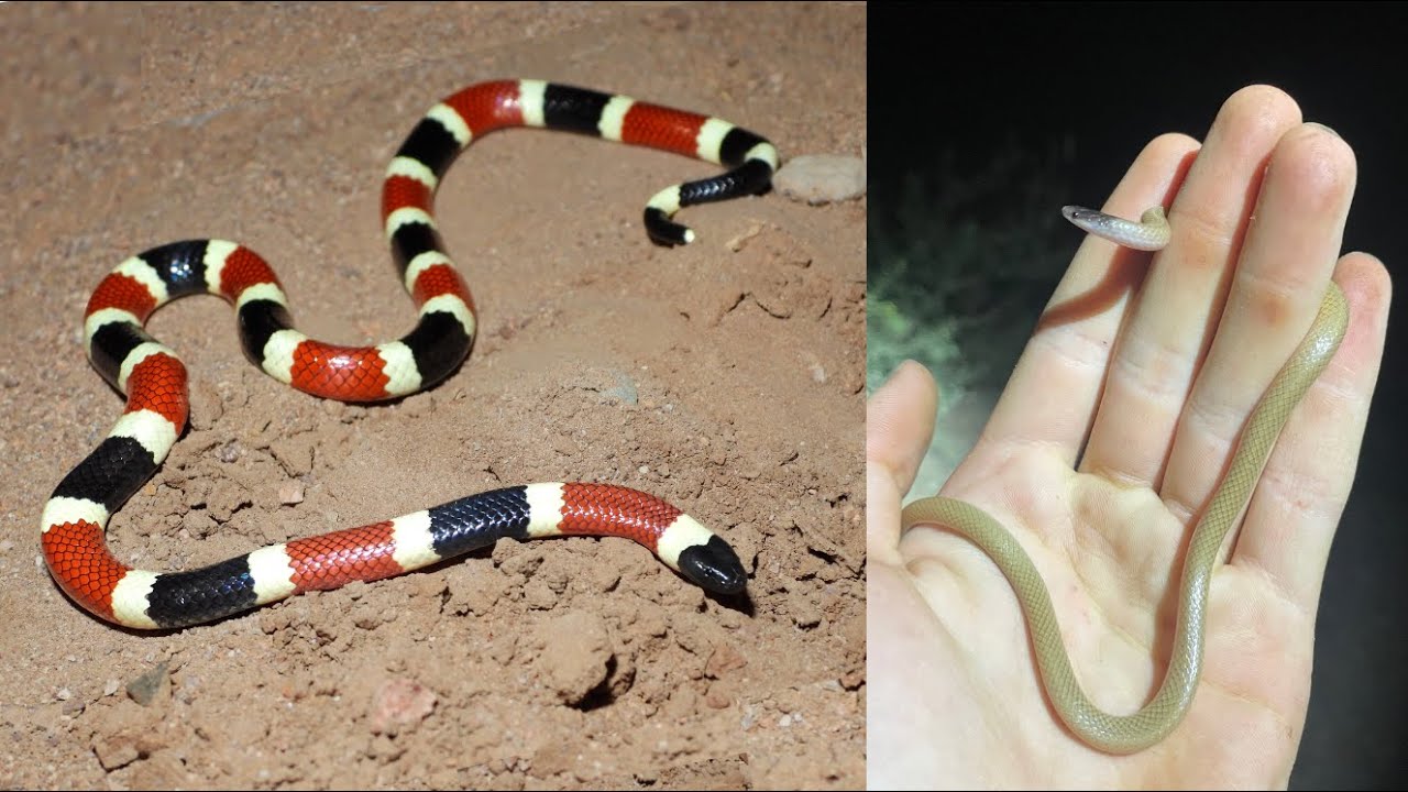 Coral Snake, Lava Kings & giant Tantilla in New Mexico! Epic Monsoon Herping