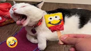 Try Not To Laugh 😂 Funniest Cats & Dogs | New Funny Animals #16