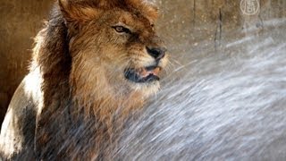 Животных в зоопарках Индии спасают от жары (новости) Животных в зоопарках Индии спасают от жары (новости)