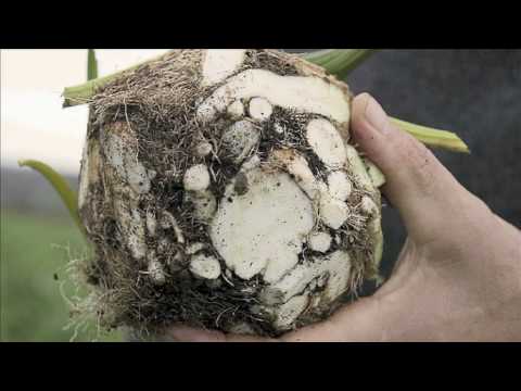 Celeriac information from Riverford
