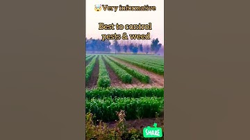 🤯Intercroping? Sugarcane + Wheat/ more benefits in same land