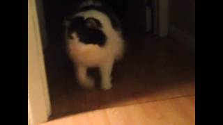 Buu Playing Fetch