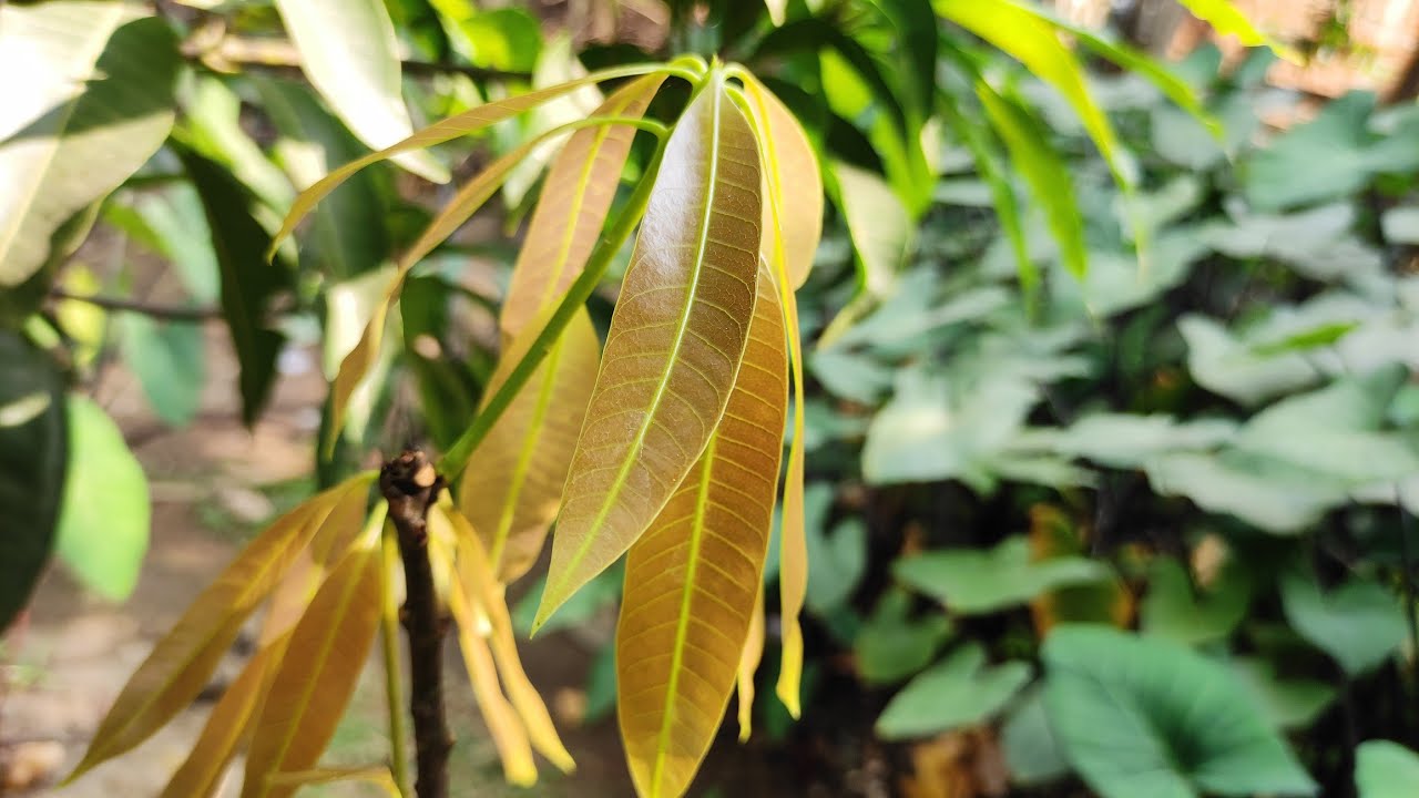 mango tree softwood grafting in English YouTube