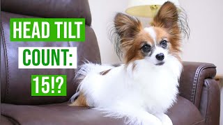 Telling My Dog A Story He Understands // Percy the Papillon Dog by Percy the Papillon 6,513 views 3 years ago 2 minutes, 55 seconds