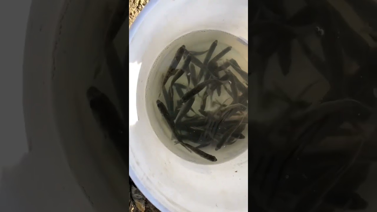 Walleye Stocking in Pond walleye pondfishing fishing pondbuild fish shorts YouTube
