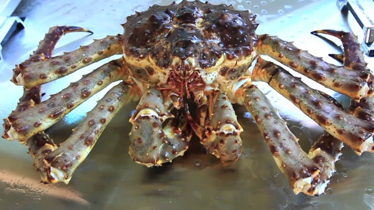 King Crab Freezing test for CoolMax Liquid Quick freezer YouTube