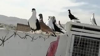 طيور حمام الاخ رائد المشارفة الله يبارك برزقه  Birds   pigeons