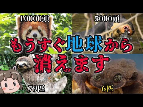 【滅亡】もうすぐ地球から消える…絶滅寸前の生き物7選