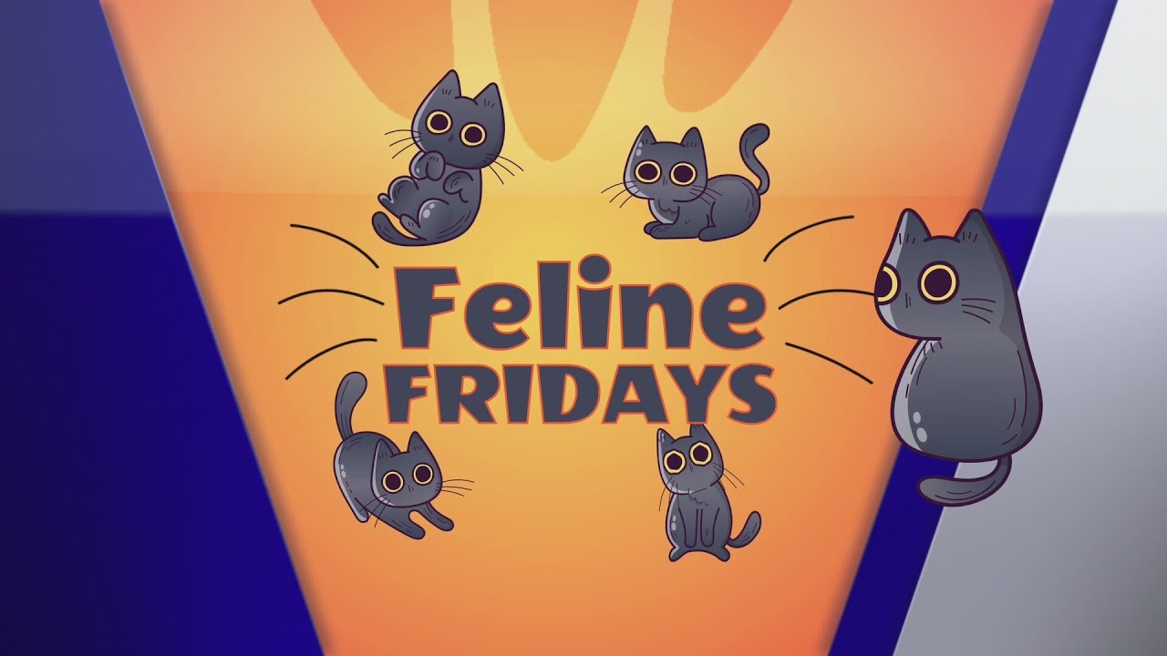 Feline Fridays: Simi loves strings