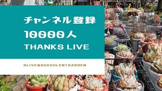 【多肉植物】チャンネル登録者さん10000人
