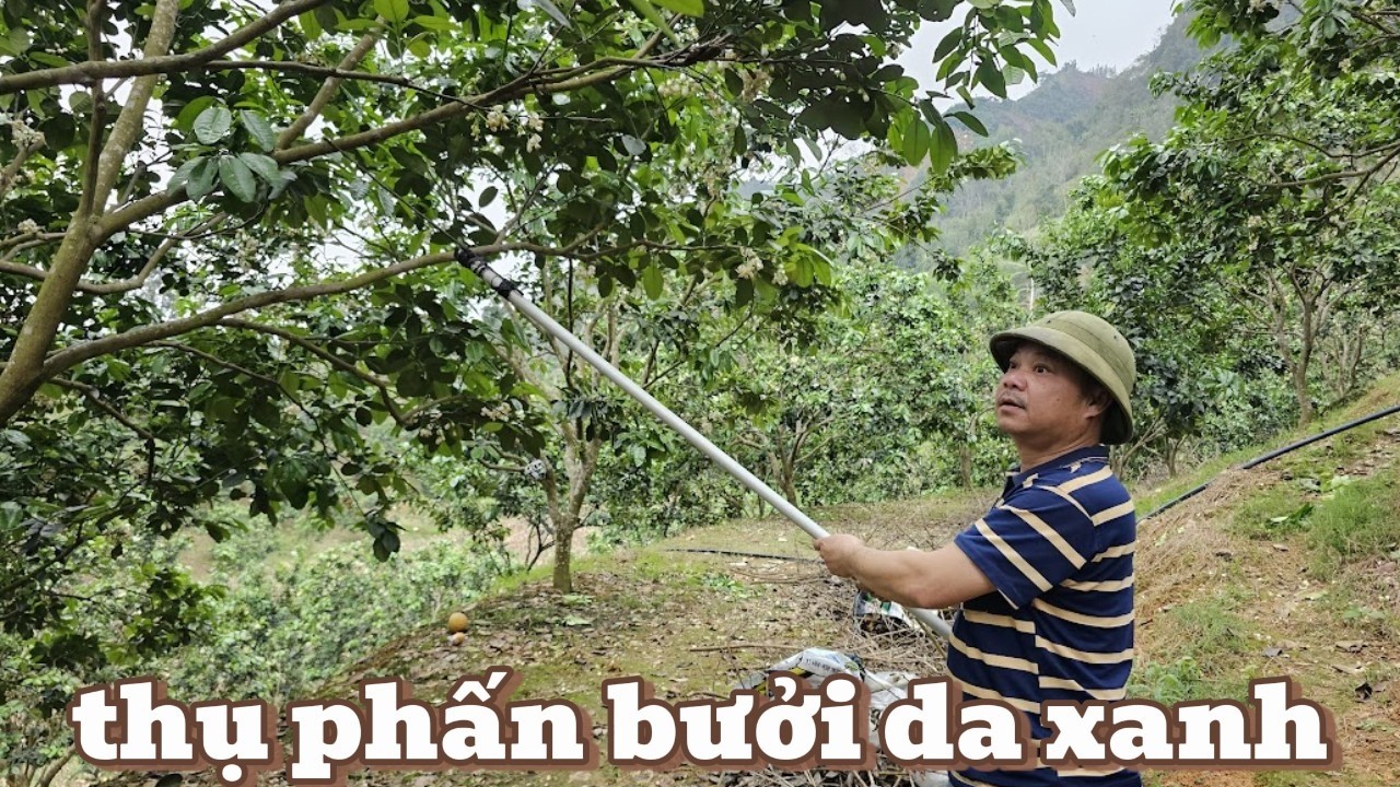 Sau Tết Mưa Phùn Liên Tục – Xử Lý Hoa Bưởi Da Xanh Sao Cho Đậu Trái Tốt?