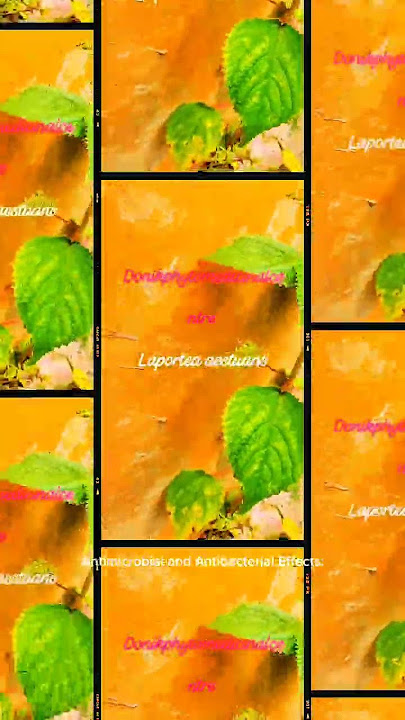 Unlocking the Surprising Health Advantages of Laportea#donikphytomedicinalcentre