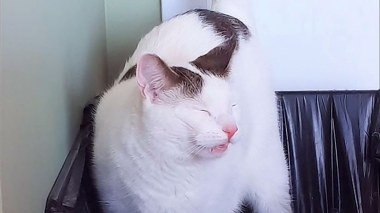 Cat's Purrfect Overnight Sleeping Mask - TONYMOLY | Ulta Beauty
