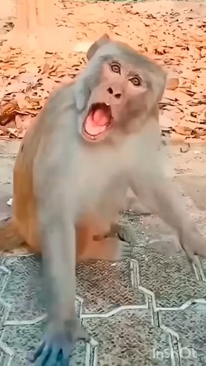 cute toucan 🦤💞 & monkey 🐒 funny 🤣#funnyvideos #toucan #monkey #viral #video #funny #cute #shorts
