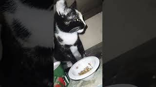 Cena ✌️ #cat #gatos #animal #love #like #meme #music #son #dance #remix #song #edits #viral #rap