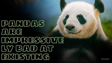 Why Pandas Are Impressively Bad at Existing