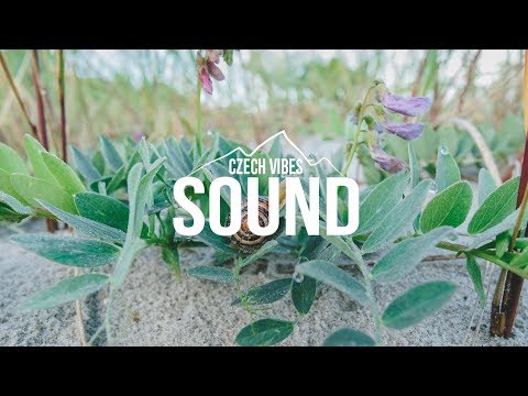 Blue Wednesday feat. Shopan - Murmuration