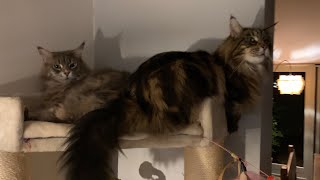 Maine Coon Cat Steals His Brothers Favorite Spot. Bali Refuses To Leave!😾 by Maine Coon Central 843 views 3 months ago 1 minute