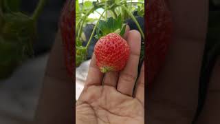 #music #fruit #strawberry #gardening #kebun #kebun