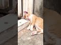 Vídeo clip animal #clips #animal #cat #dog #pet #memes #videoclipanimal #music #familia