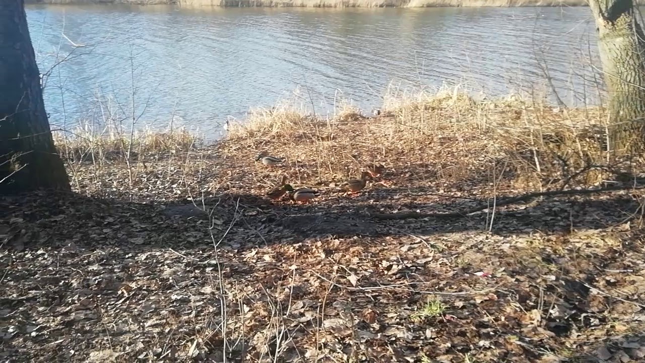 Какой чудесный день, какой чудесный пень, какой чудесный я и песенка ...