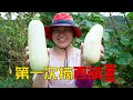 今年種植不一樣的蔬菜，媳婦第一次採摘西葫蘆，非常期待 | Growing a different kind of vegetable this year, zucchini