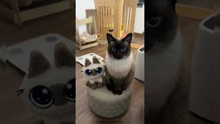 Unveiling the Charms of WellBehaved Kittens #viral #youtubeshorts #shortvideo #shorts #cat