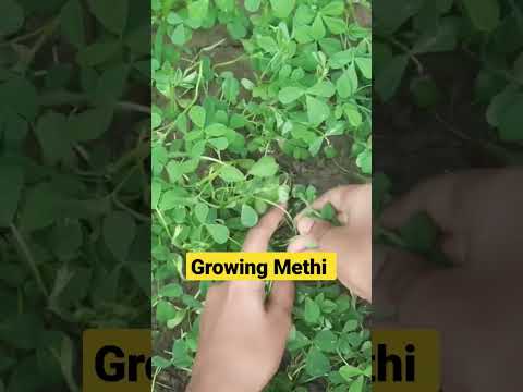 Growing Methi saag #vegetablegarden #shorts #shortvideo