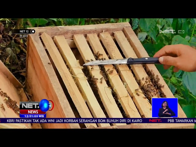 Membuat Hunian Lebah Dengan Kotak Kayu untuk Budidaya Madu Hutan  NET12 class=
