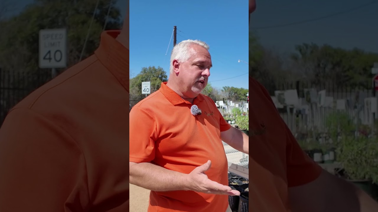 6 Texas Native Plants You’ve Probably Never Seen