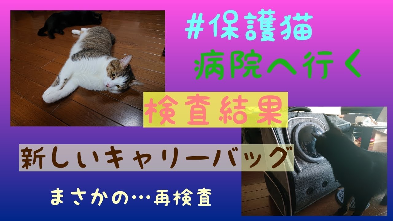 保護猫】#猫の健康診断#猫の予防接種#猫のキャリーバッグ/蒼にいたま