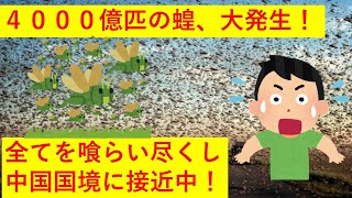 【悲報】インド軍70万を撤退させた4000億匹の蝗が中国国境に接近中　80万トンの食料を一日で食い尽くす