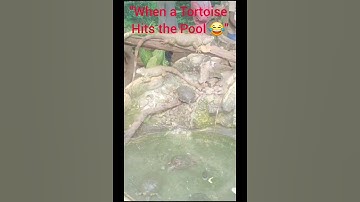 Tortoise Can Actually Swim?! 🐢 |#tortoise #cuteanimal #naturelovers #swimmingtortoise #shorts