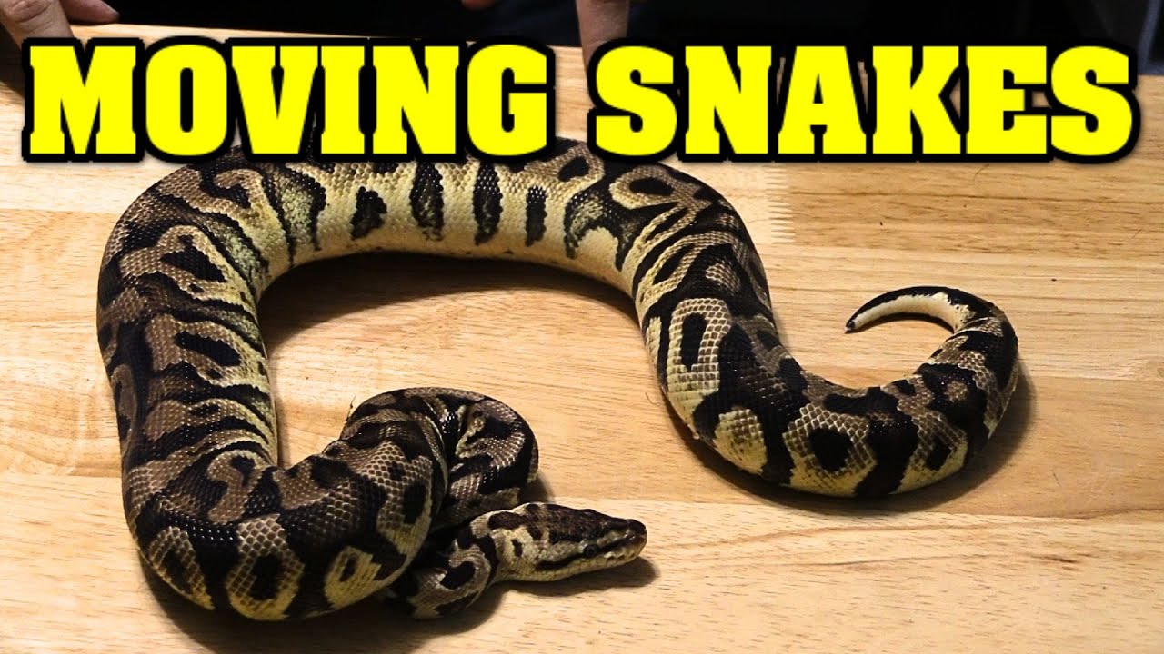 Moving on UP! Some of our ball pythons are ready for their BIG SNAKE ...