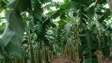 chuối xiêm (chuối tây thái lan) giống mới 0779335899 , 0972180949